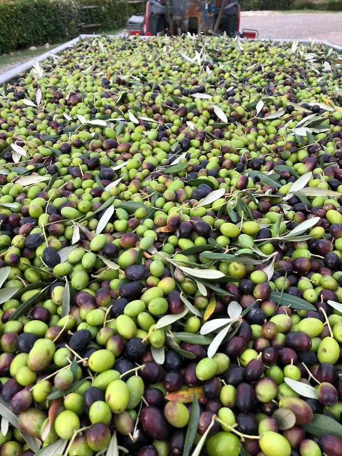 Podere Ghiole Montespertoli