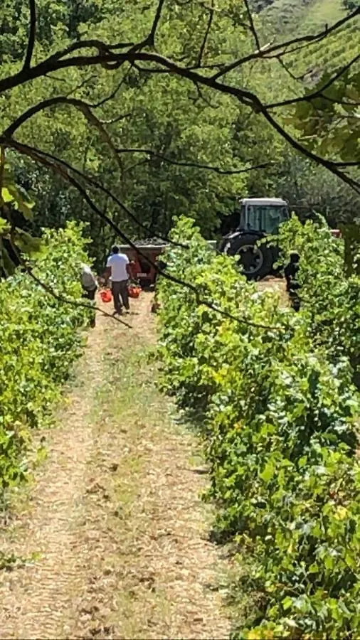 Podere Ghiole Montespertoli